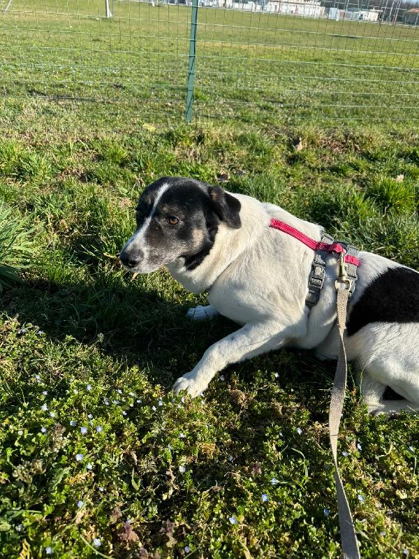 Cookie, una splendida meticcia Foto 7